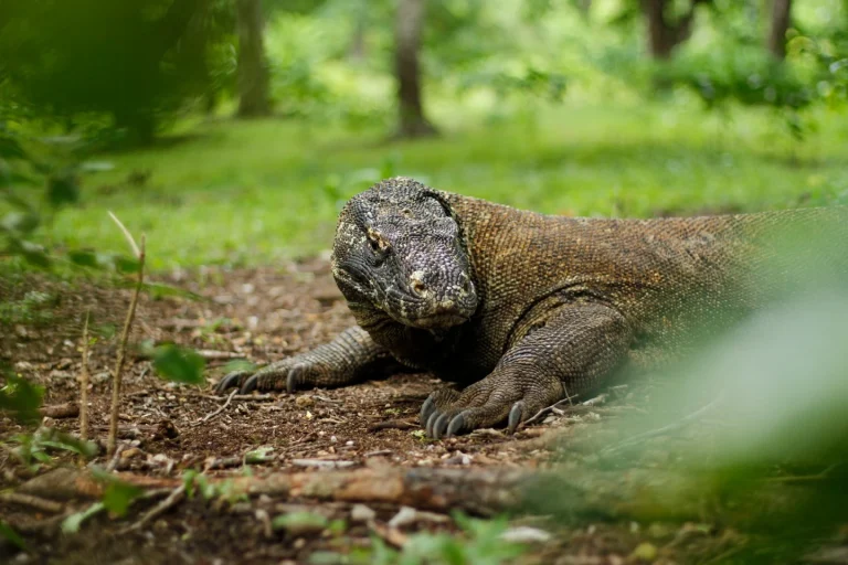 Komodo