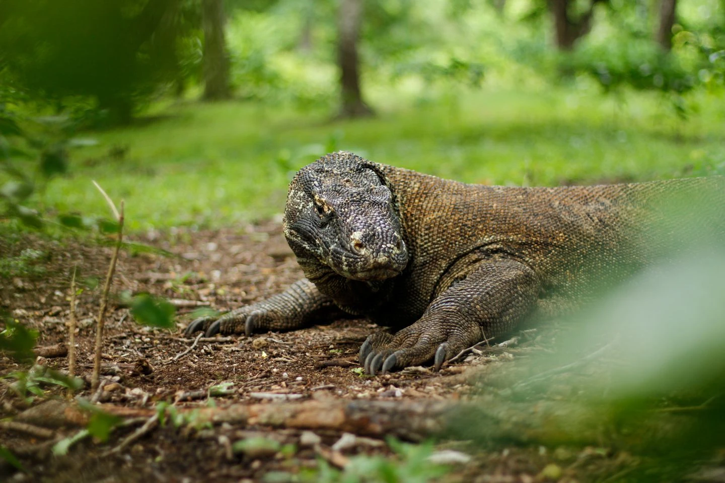 Komodo
